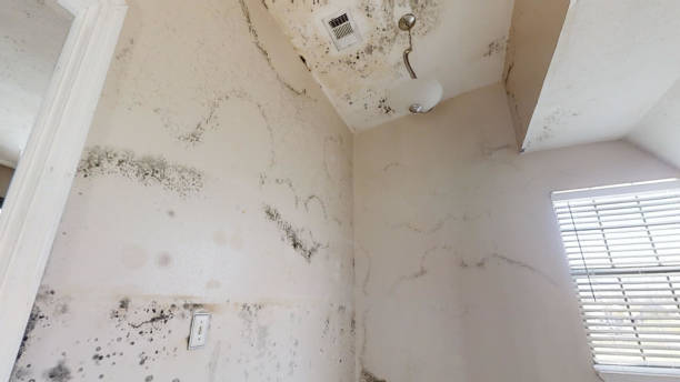 Best Industrial Mold Remediation  in Bradley, WV