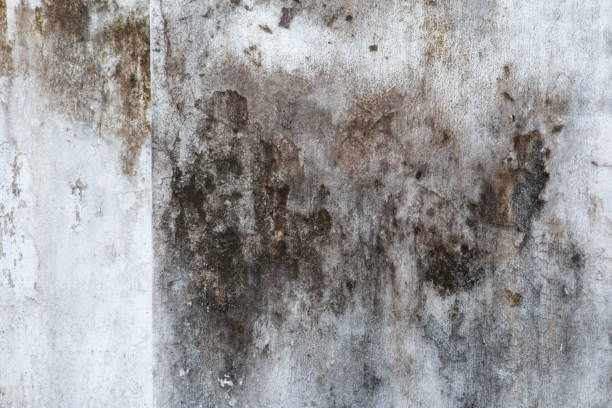 Best Dehumidification Services  in Bradley, WV