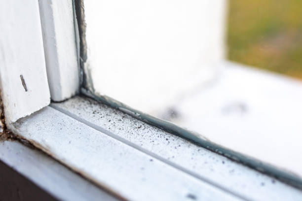 Mold Documentation for Insurance Claims in Bradley, WV