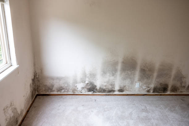 Best Asbestos and Lead Testing During Mold Inspection  in Bradley, WV