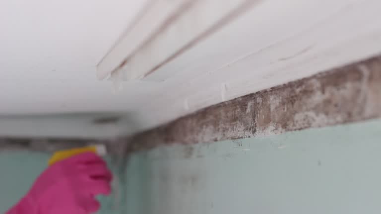 Best Forensic Mold Investigation  in Bradley, WV